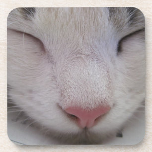 Sleeping Cat Coaster