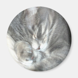 Sleeping Cat Magnet