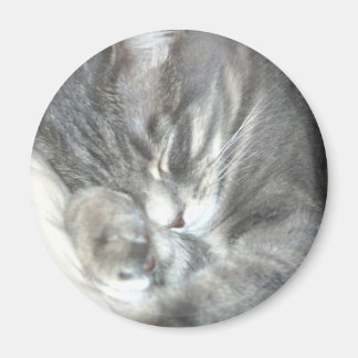 Sleeping Cat Magnet