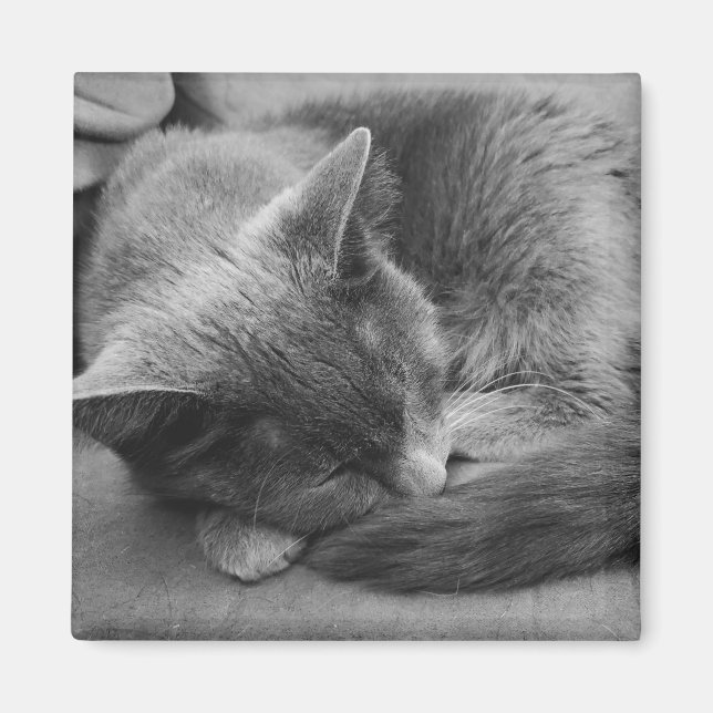Sleeping cat magnet (Front)