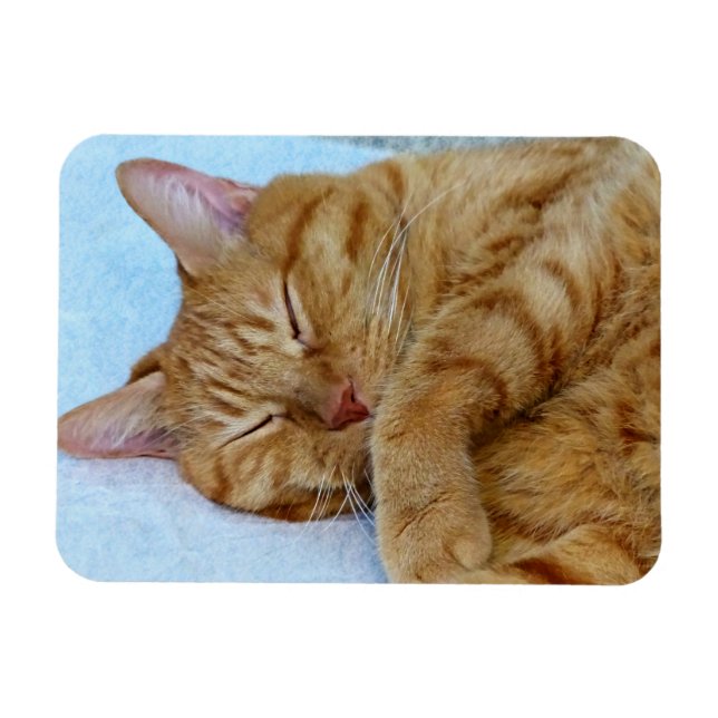 Sleeping Cat Magnet (Horizontal)