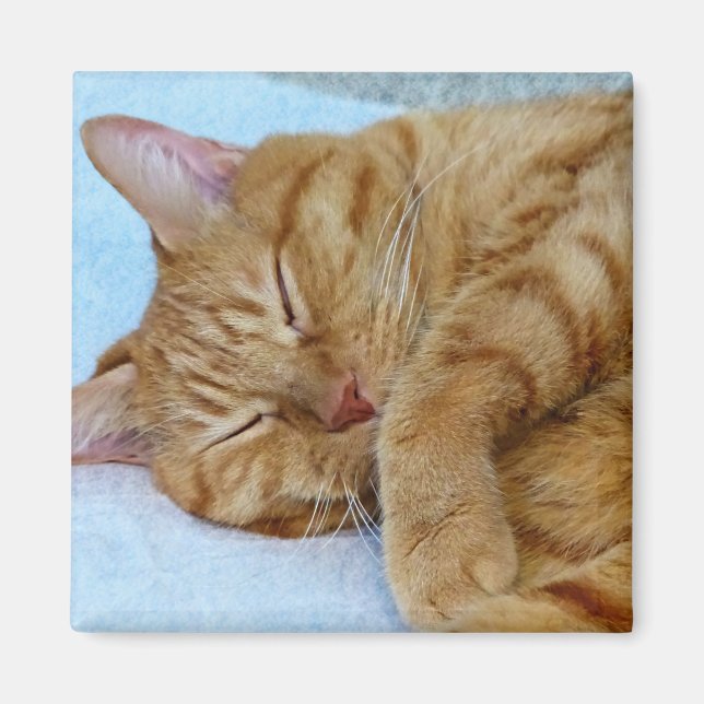 Sleeping Cat Magnet (Front)
