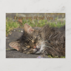 Sleeping Cat Postcard