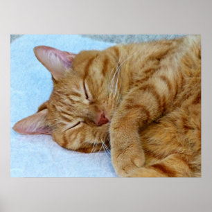 Sleeping Cat Poster