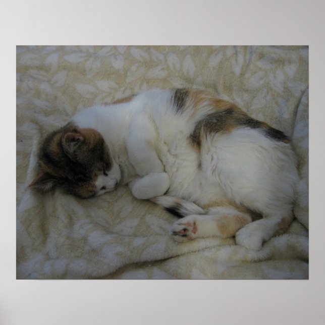 Sleeping Cat Poster (Front)