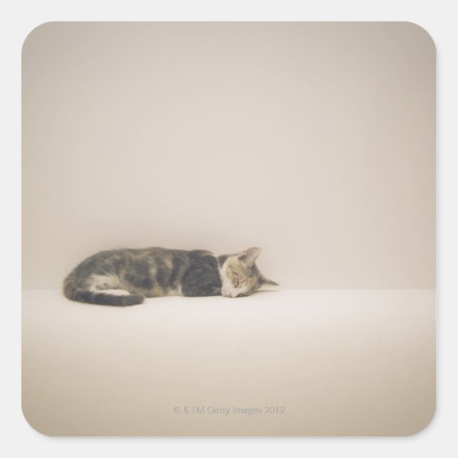 Sleeping cat square sticker (Front)