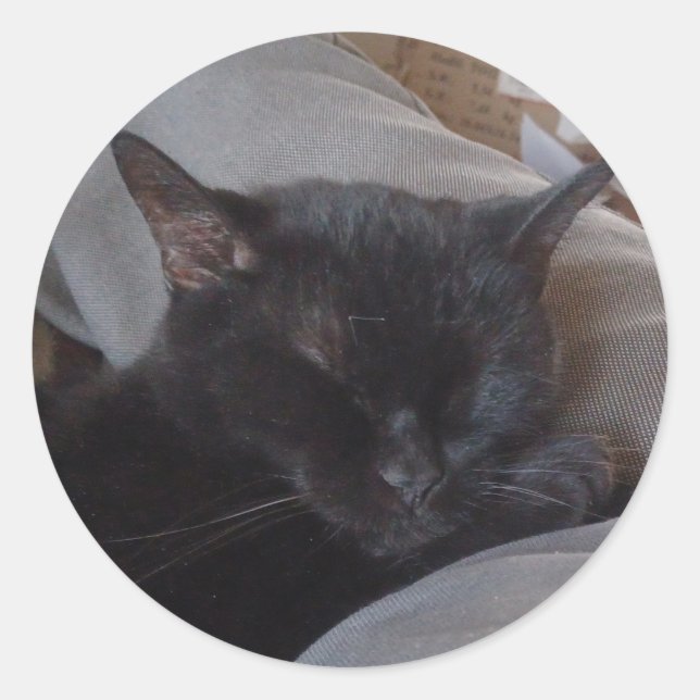 Sleeping cat sticker (Front)