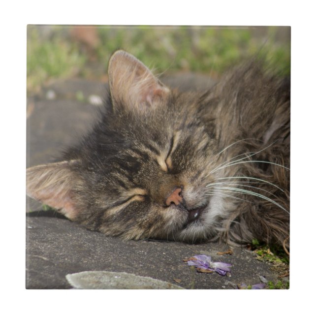 Sleeping Cat Tile (Front)