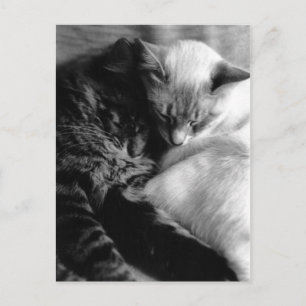 Sleeping Cats Postcards