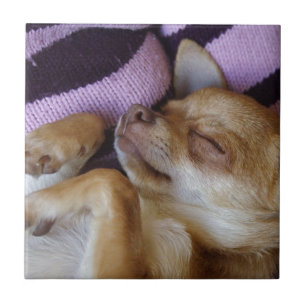 Sleeping Chihuahua Ceramic Tile
