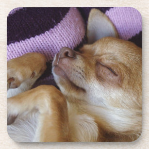 Sleeping Chihuahua Coaster