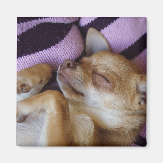 Sleeping Chihuahua Magnet (Front)