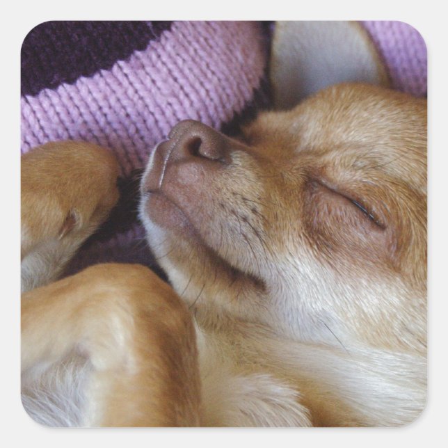 Sleeping Chihuahua Square Sticker (Front)