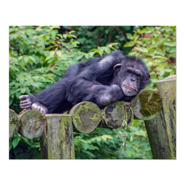 Sleeping Chimpanzee on a Log Platform Poster (Front)