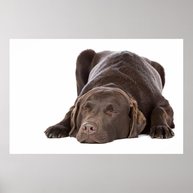 Sleeping Chocolate Labrador Poster (Front)