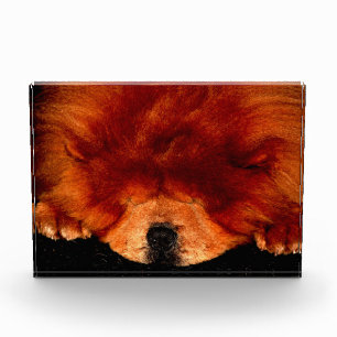Sleeping Chow Chow pbcna Photo Block