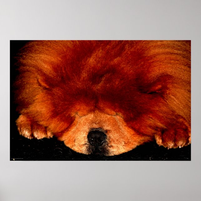 Sleeping Chow Chow wapcna Poster (Front)