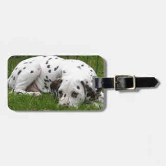 Sleeping Dalmation laying in field Luggage Tag
