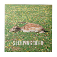 Sleeping Deer in hibernation in autumn on meadow