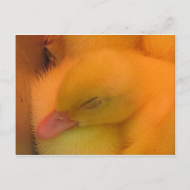 Sleeping Duck Postcard (Front)