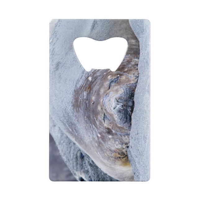 Sleeping elephant seal (Front)