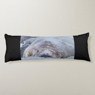 Sleeping elephant seal body cushion