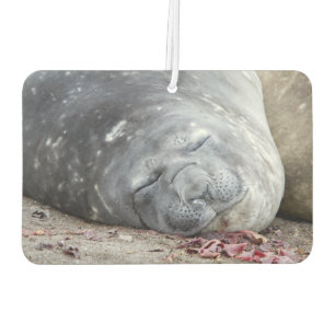 Sleeping elephant seal car air freshener