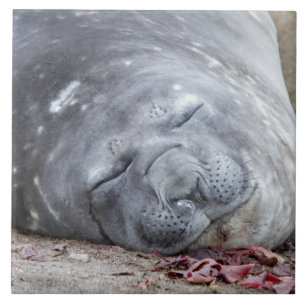 Sleeping elephant seal ceramic tile