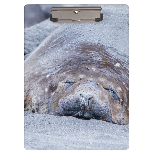 Sleeping elephant seal clipboard (Front)