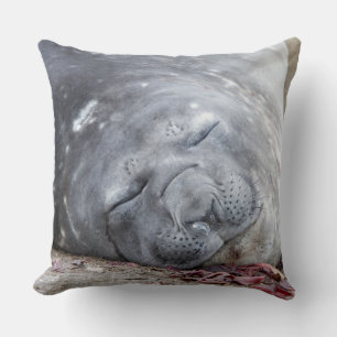 Sleeping elephant seal cushion