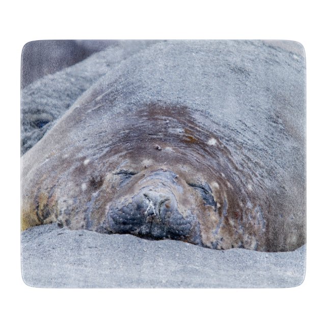 Sleeping elephant seal cutting board (Front)