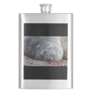 Sleeping elephant seal hip flask