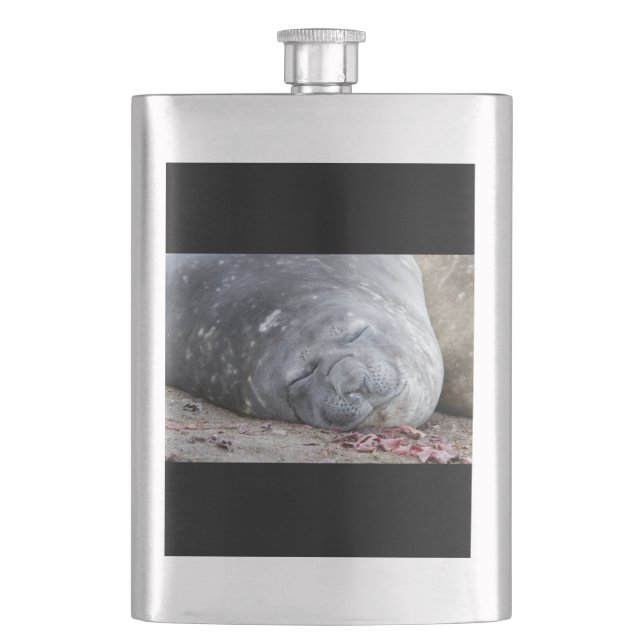 Sleeping elephant seal hip flask (Front)