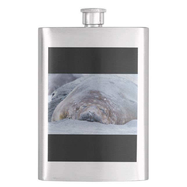 Sleeping elephant seal hip flask (Front)