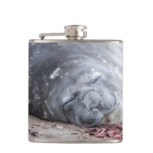 Sleeping elephant seal hip flask