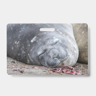 Sleeping elephant seal ID badge