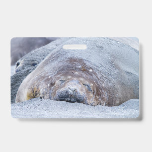 Sleeping elephant seal ID badge