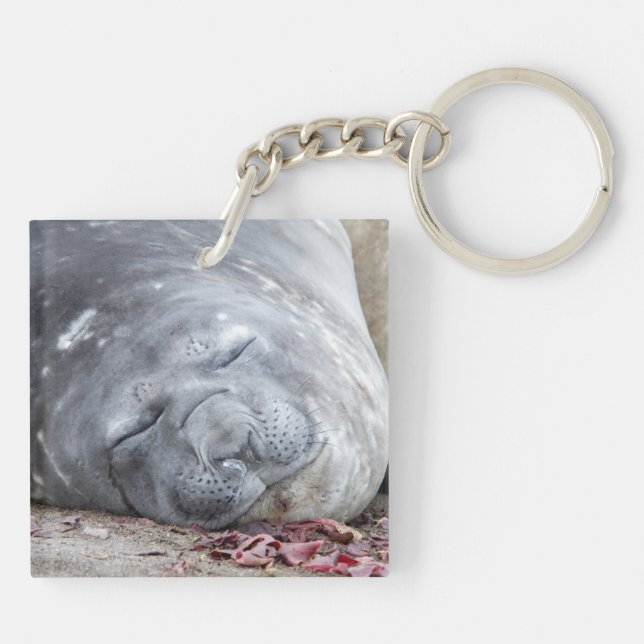 Sleeping elephant seal key ring (Back)