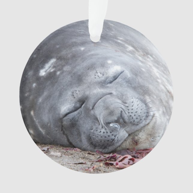 Sleeping elephant seal ornament (Front)