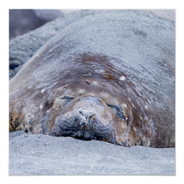 Sleeping elephant seal poster (Front)