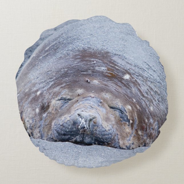 Sleeping elephant seal round cushion (Back)