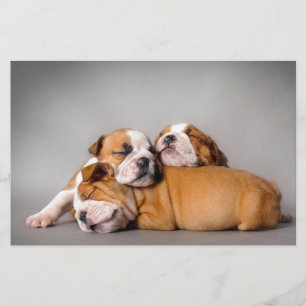 Sleeping English bulldog puppies Stationery