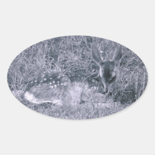 Sleeping Fawn Oval Sticker