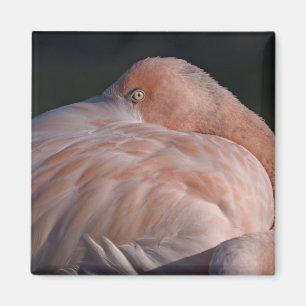 Sleeping Flamingo Magnet