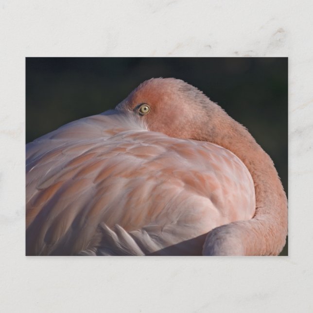 Sleeping Flamingo Postcard (Front)
