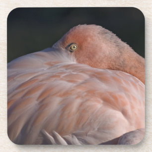 Sleeping Flamingo Set of 6 Coasters