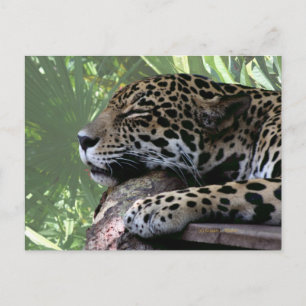 Sleeping Florida jaguar , light green frond back Postcard