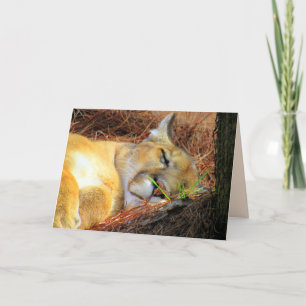 Sleeping Florida Panther / Cougar Greeting Card