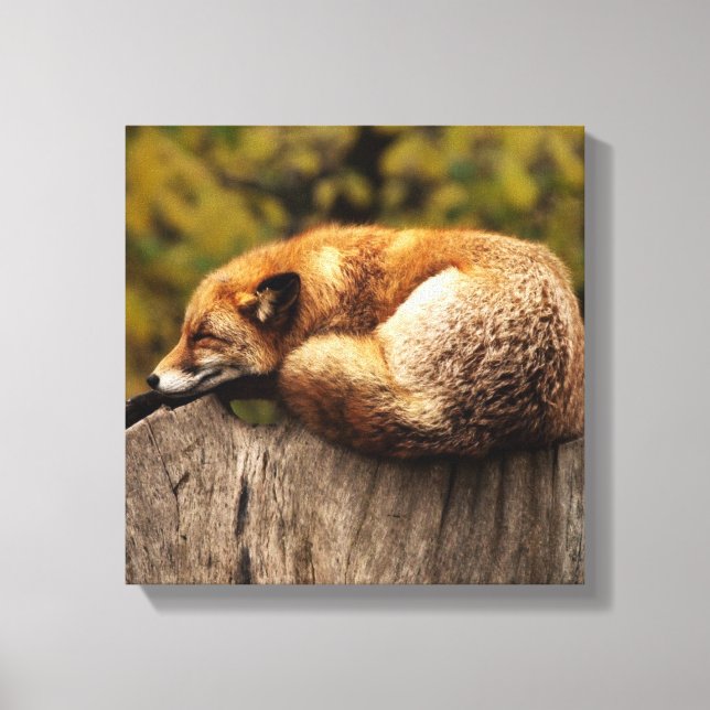 Sleeping Fox   Canvas Print (Front)