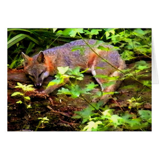 SLEEPING FOX ON A TREE